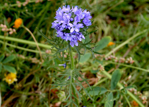 Globe or Blue-headed Gilia, Gilia capitata